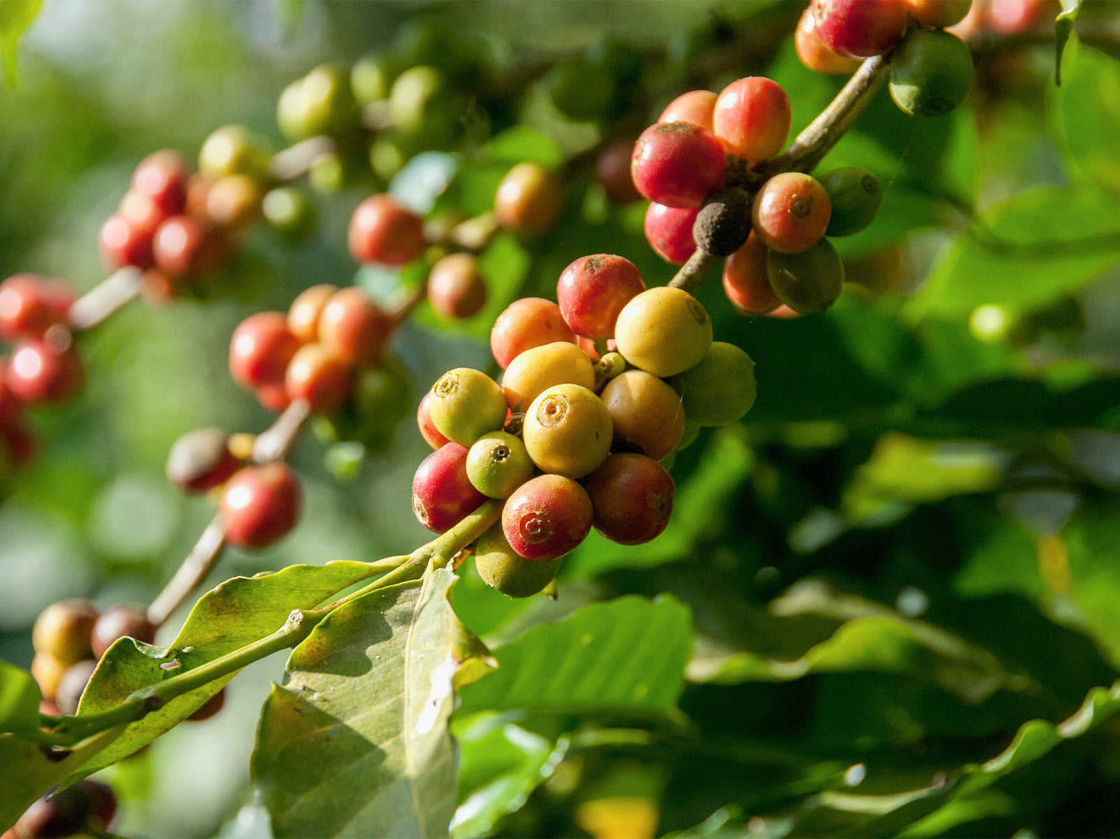 9 Most Common Coffee Varietals to Know About